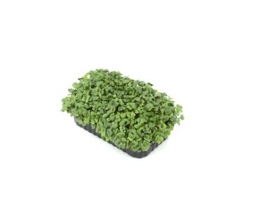  Мікрозелень Редис (судок 18 * 10 см) 